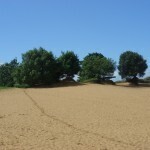 landscape shot dune 01