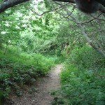 Narcissus, Amenius, walk away along woods